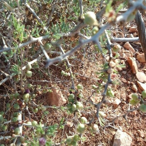 Asparagus albus Floro