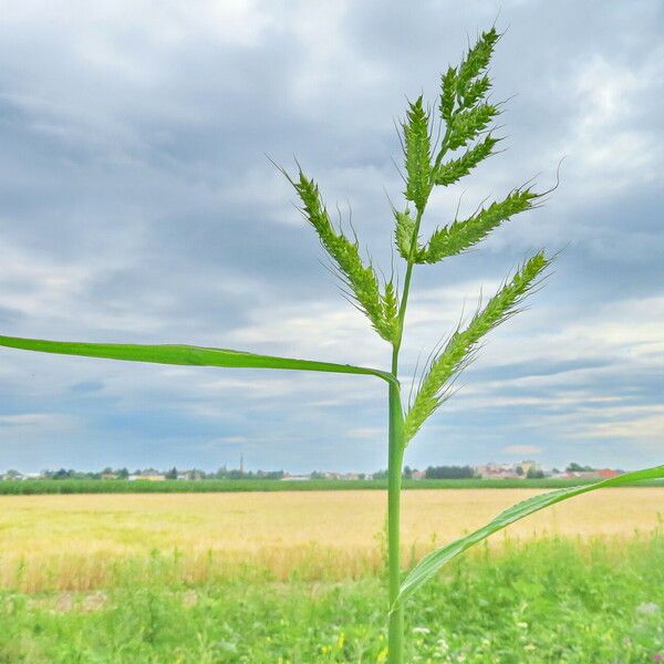 Echinochloa crus-galli Хабит