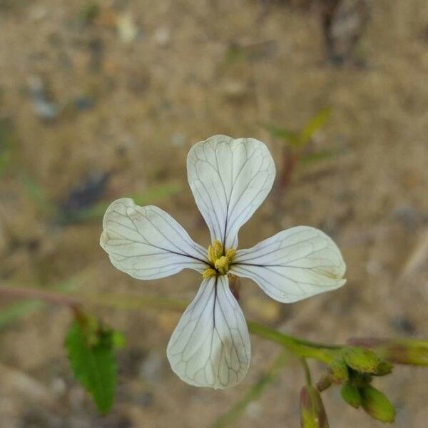 Raphanus raphanistrum 花