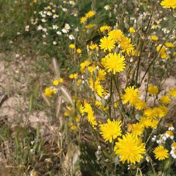 Sonchus tenerrimus ফুল