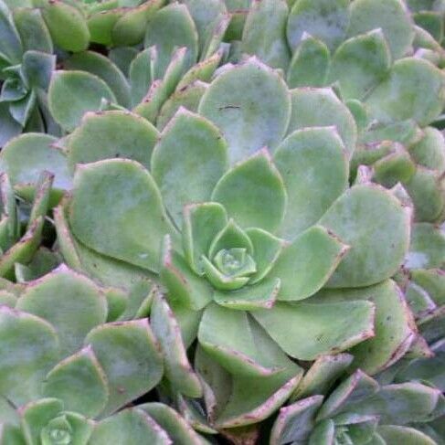 Aeonium haworthii Leaf