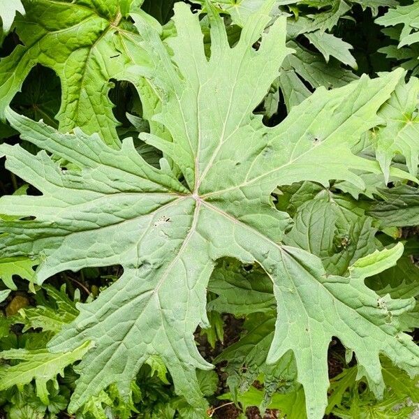 Ligularia wilsoniana List