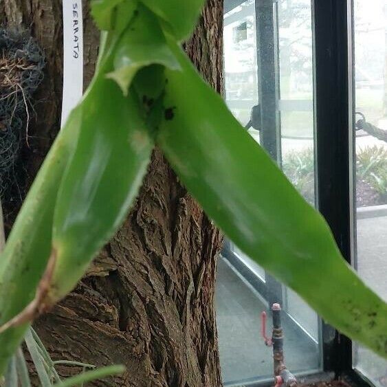 Aechmea serrata Leaf