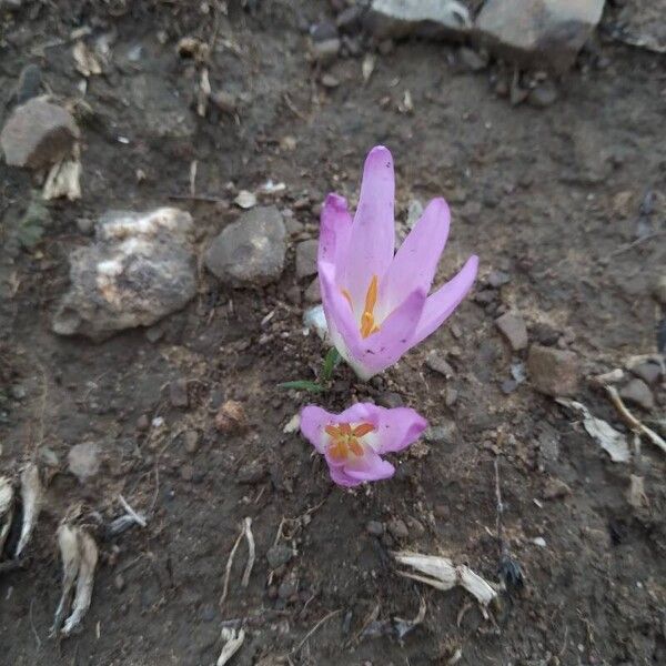 Colchicum filifolium Õis