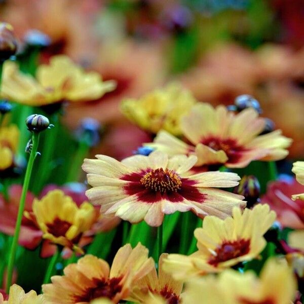 Coreopsis tinctoria Alia