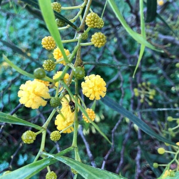 Acacia saligna Flor