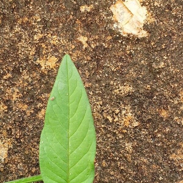 Cleome monophylla Folio