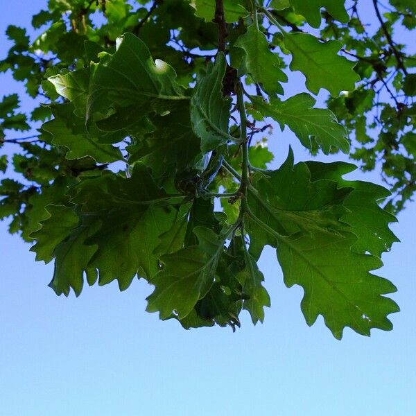 Quercus pubescens 葉