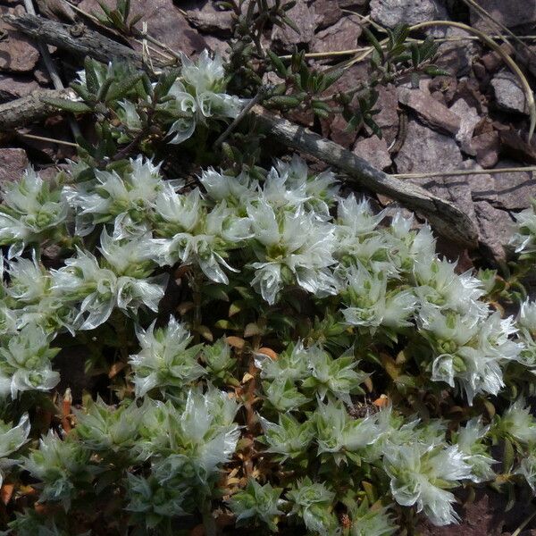 Paronychia capitata Flower