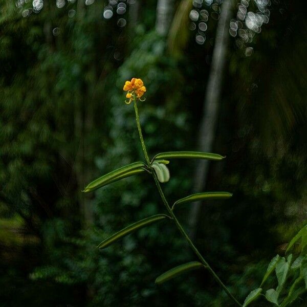 Senna alata Flower