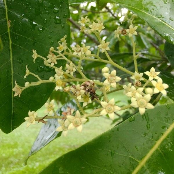 Esenbeckia leiocarpa Flor