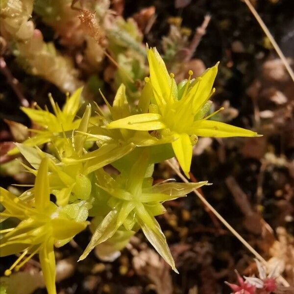 Sedum acre 花