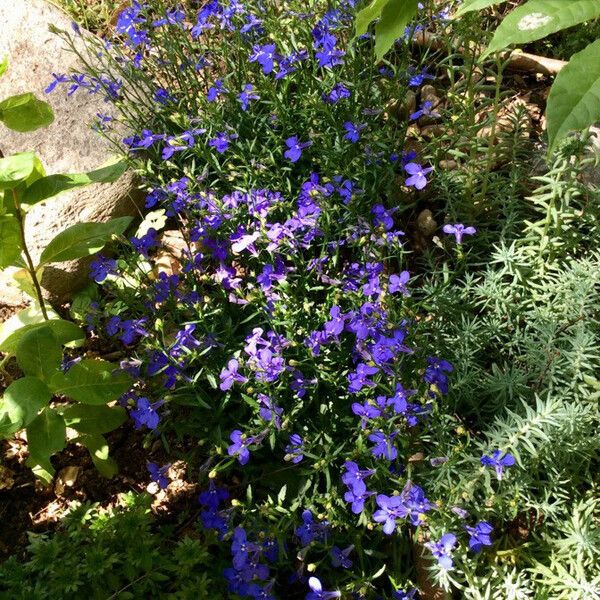 Lobelia erinus Hábito