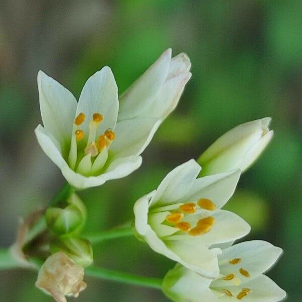 Nothoscordum gracile Flower