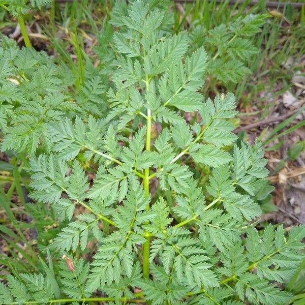 Cicuta maculata Leaf