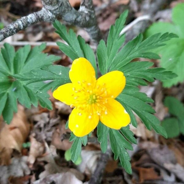 Anemonoides ranunculoides Flor