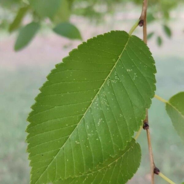 Ulmus americana ᱥᱟᱠᱟᱢ