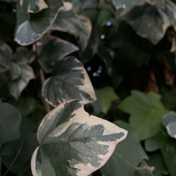 Hedera algeriensis Lehti