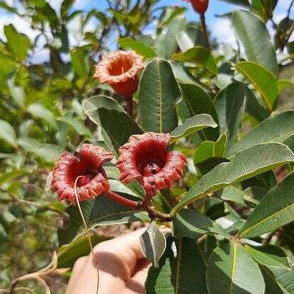 Crescentia alata Flower