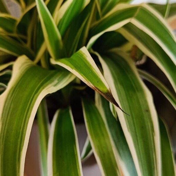 Chlorophytum comosum Blad