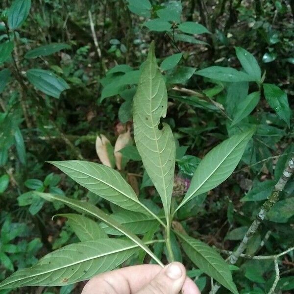 Palicourea bracteocardia List