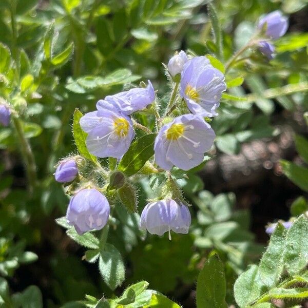 Polemonium pulcherrimum Flower