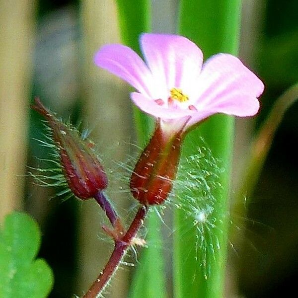 Geranium purpureum Цвят