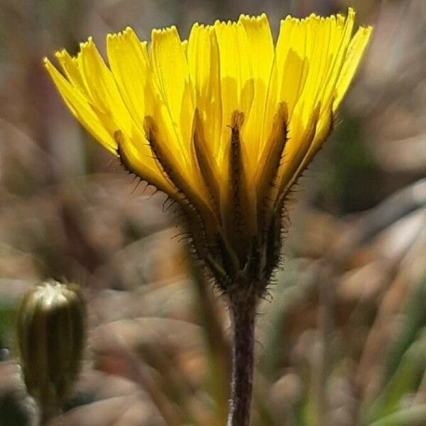 Crepis sancta Λουλούδι