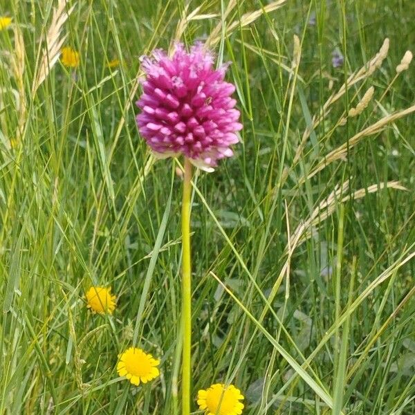 Allium rotundum Blüte