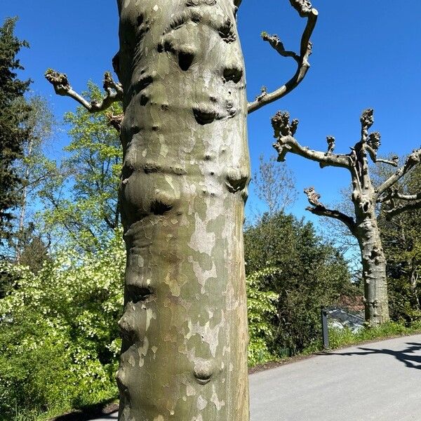 Platanus × hispanica Bark