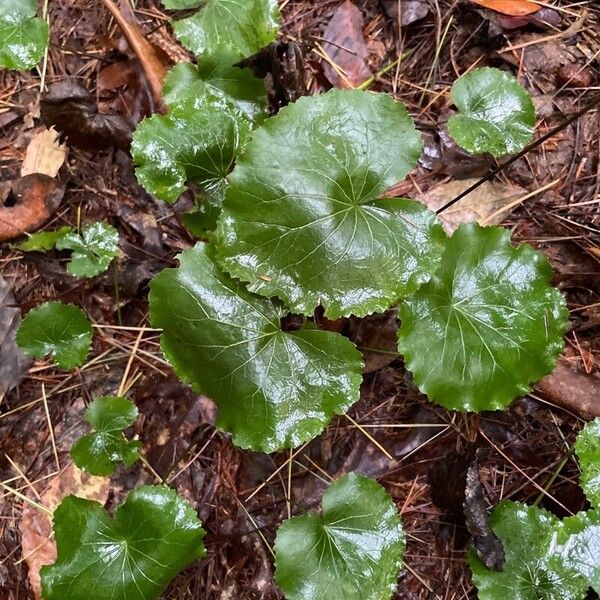 Galax urceolata Leaf