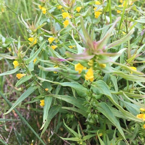 Melampyrum pratense Цвят