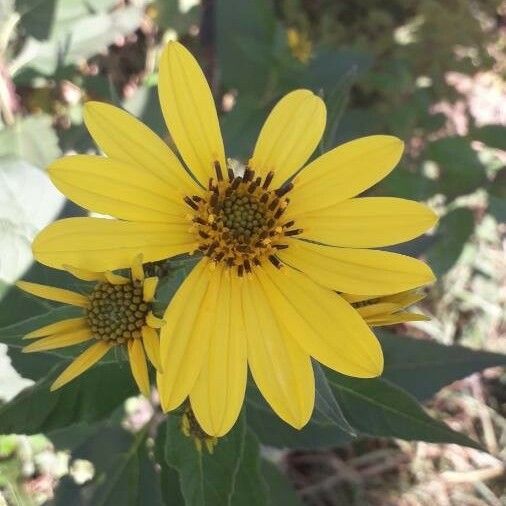 Helianthus hirsutus Virág