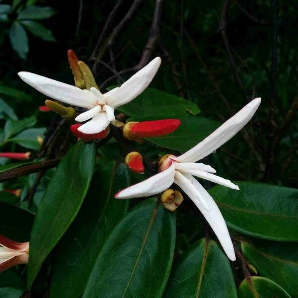 Xylopia aromatica Flower