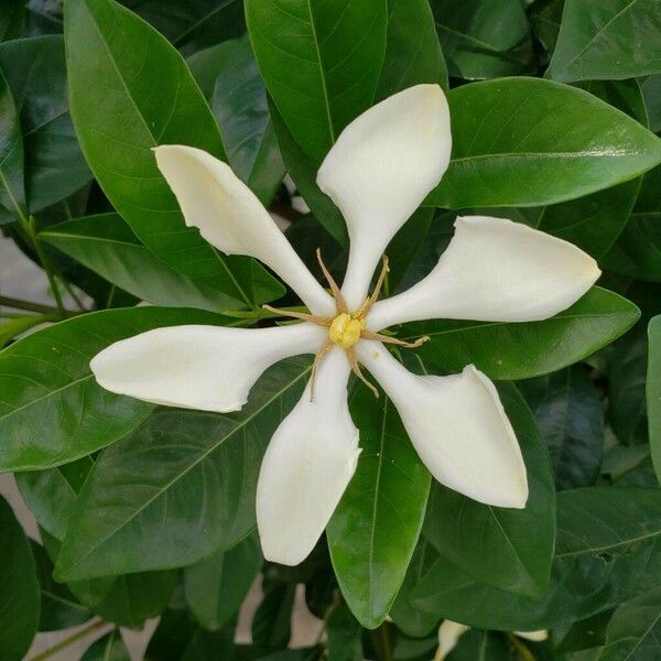 Gardenia jasminoides Flor