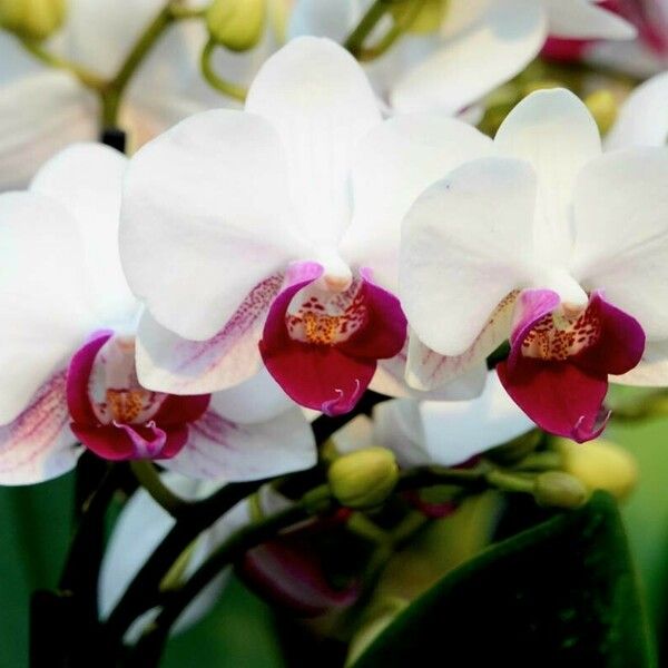 Phalaenopsis amabilis Blomma