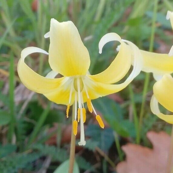 Erythronium tuolumnense Çiçek