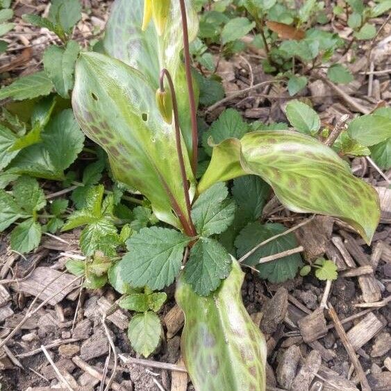 Erythronium revolutum ഇല