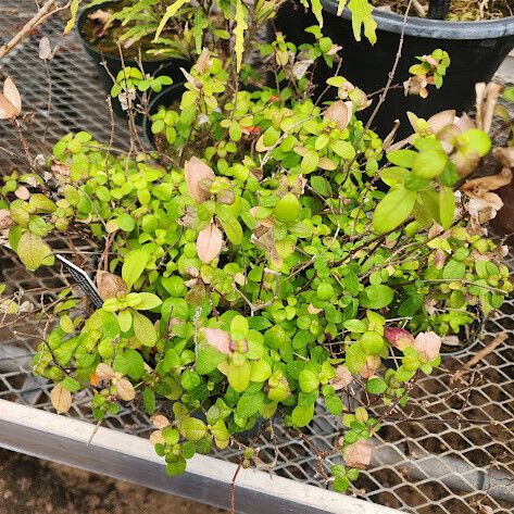 Barleria repens Облик