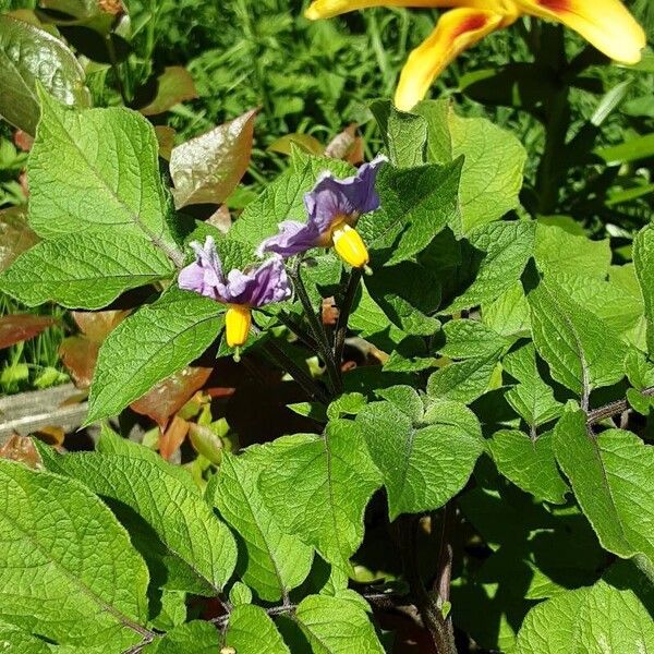 Solanum tuberosum Fleur