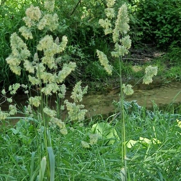 Dactylis glomerata Çiçek