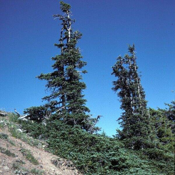 Abies lasiocarpa Pokrój