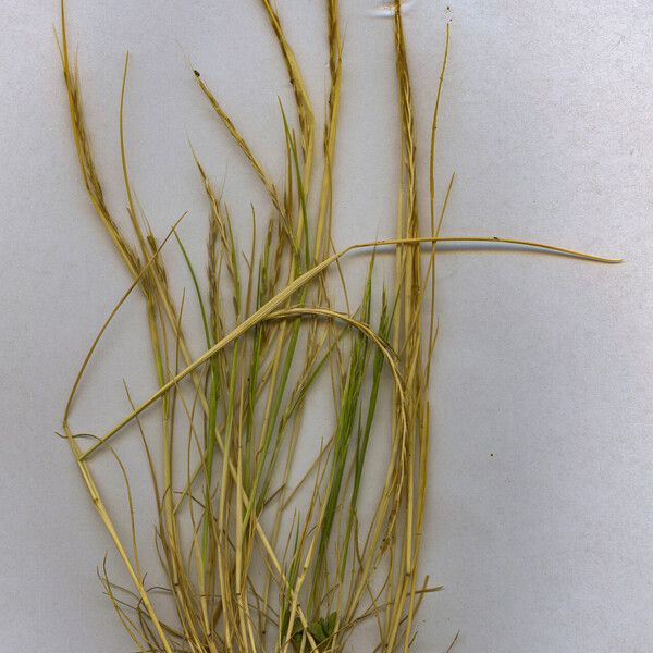 Festuca myuros Habit