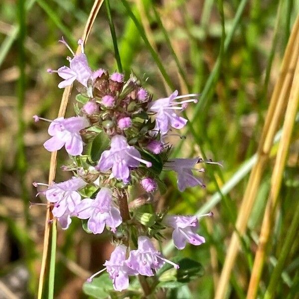 Thymus pulegioides Lorea