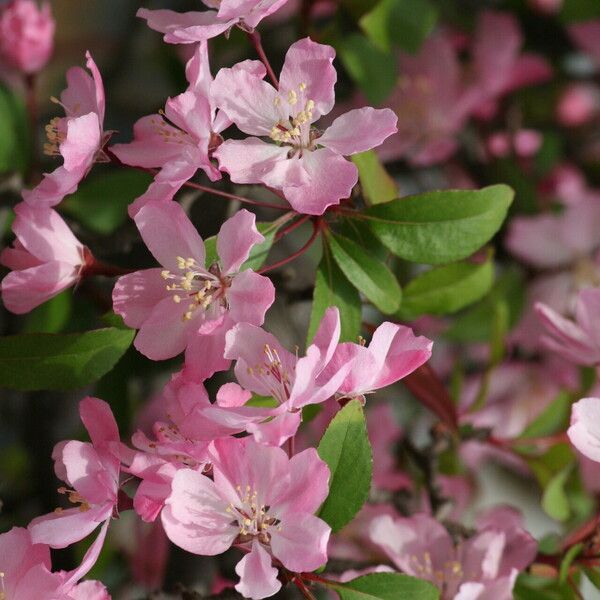 Malus halliana Flor