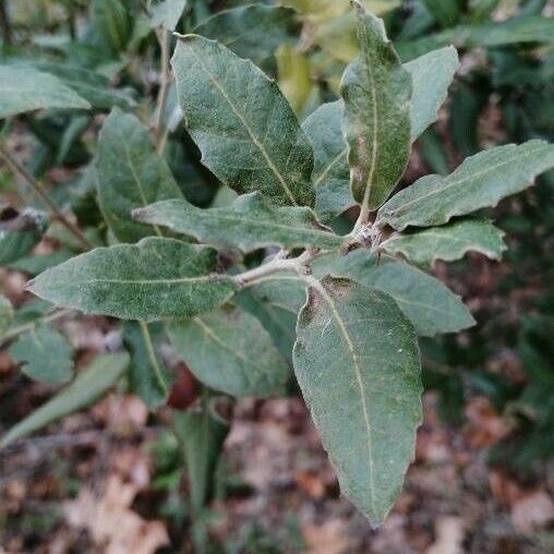 Quercus ilex Fulla