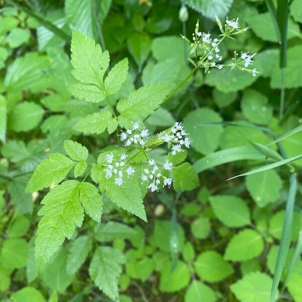 Osmorhiza longistylis Листок