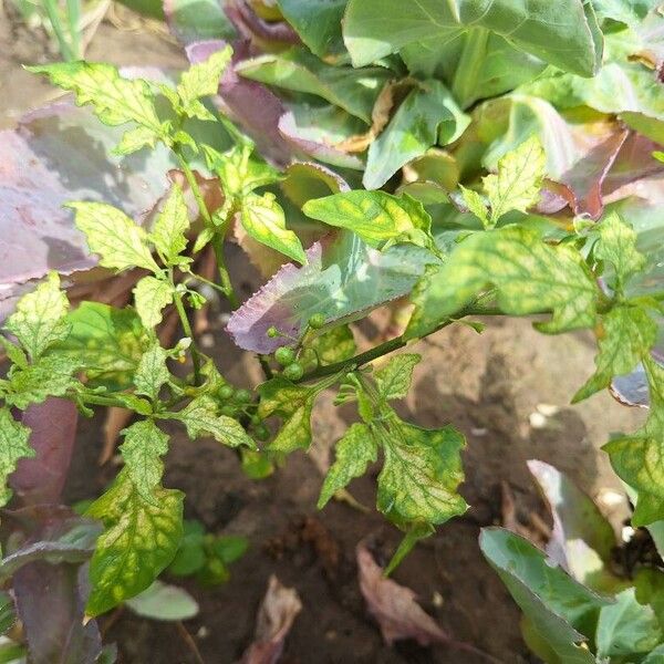 Solanum americanum Φύλλο