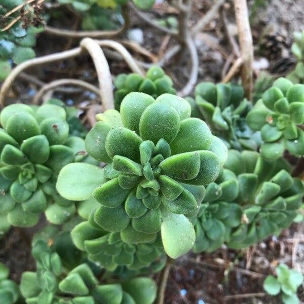 Aeonium lindleyi Yaprak