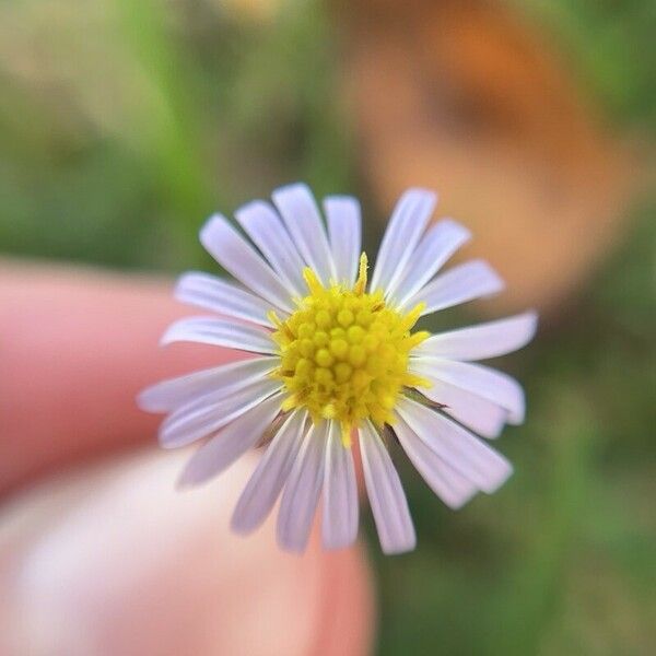 Symphyotrichum divaricatum Flower